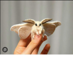 Silk worm