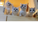 Cute evil cat squad