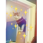 Cat-Fan-Club