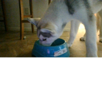 husky for ever