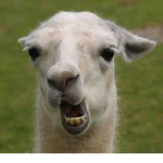 the choking lama fan group