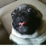 The Empire of Derp
