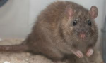 Rat people!!!