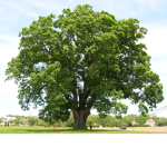Mighty oak Class