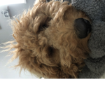 Dog Love 143