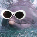 The Dolphin Fans Group <3