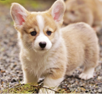 The life of corgis