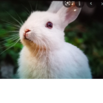 Bunny is lief ok