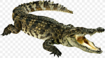reptilian games!