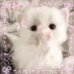 kittydolly