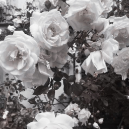 *:･ﾟ✧*:･ﾟ✧