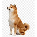 Tanooki's Group