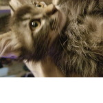 Kitten group for fans of kittens