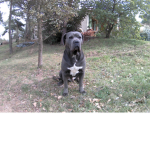 clea_lea