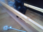 Pls join are cat fan group