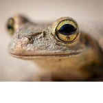 Chaos Frogs