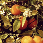 south citrus