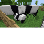PandaLuvs