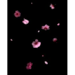Cute Fallling Blossoms