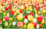 The Flower Patch & The Crew