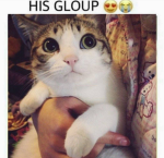 Paw Throwers