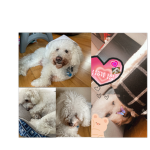 Dog fanslove