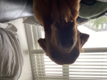 HEARTS4DEMDOGS!