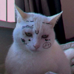 kat kitty kat