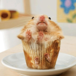 Kittens, puppies