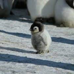 pingüinos al poder=)