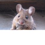 The Ratties