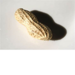The Greatest Peanut Army