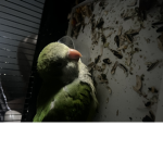 Hi my name is bird group
