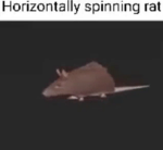 Horizontally spinning rat
