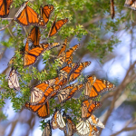 Butterfly Estate.