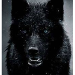 Dah Wolf Gang