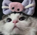 cat_fans_forever
