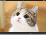 The cat group is cute