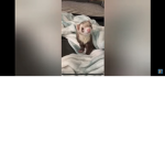 Ferret gang for life cuh