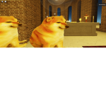 the doges are back!