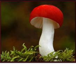 XxNotFroggyxX's Magical Group