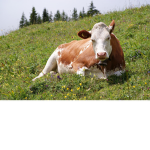 the cow famiIy