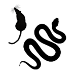 Rats And Snakes