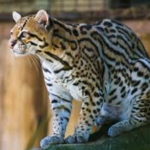 Ocelot RAID