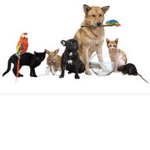 let’s Love pets