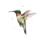 #THE HUMMINGBIRD SQUAD
