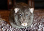 ALL RATS CONNECTED