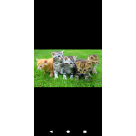 Cats and kittens united