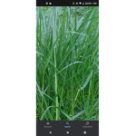 Vice grass