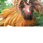 The Danny Chickens Squad